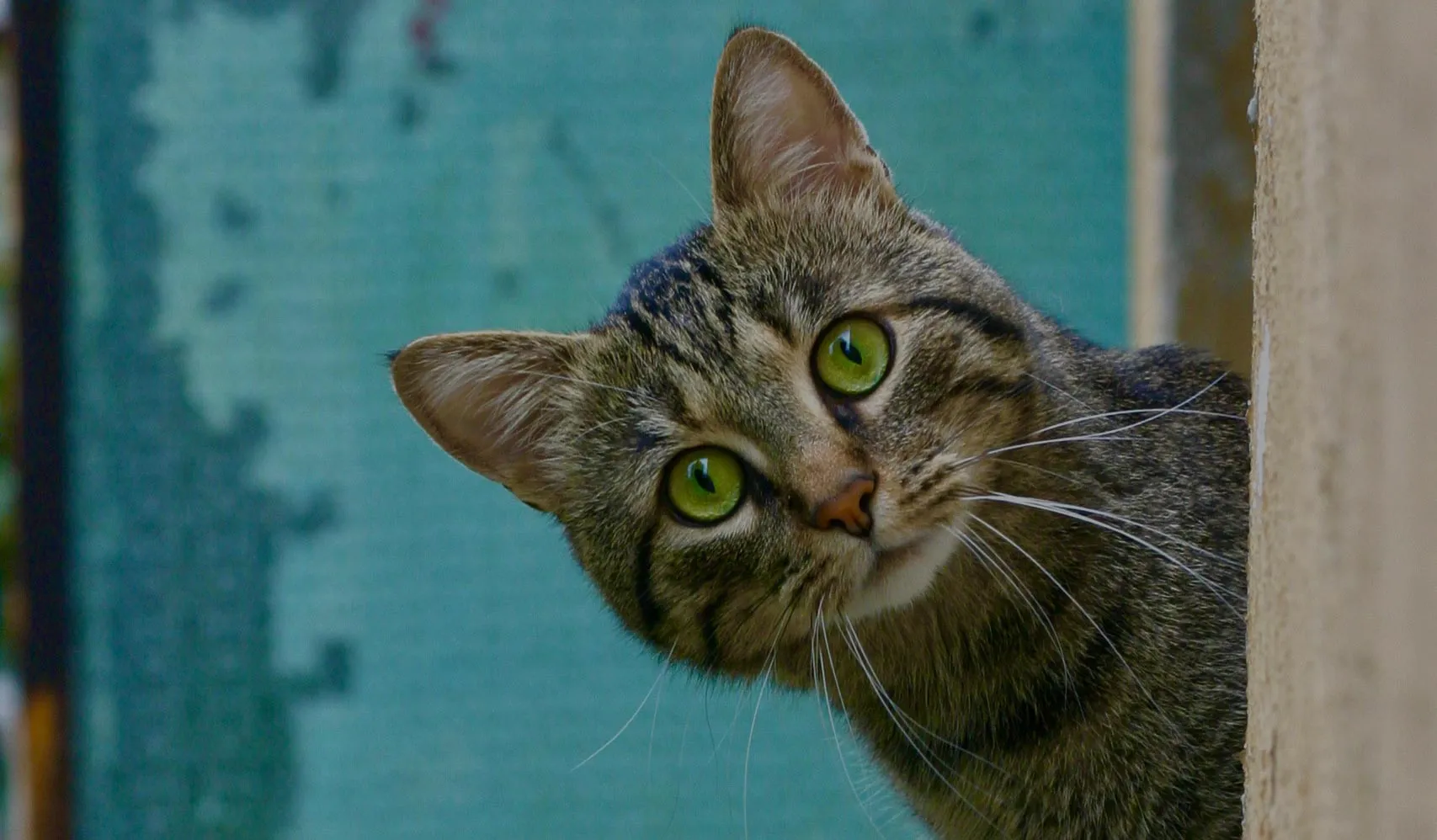 A tabby community cat peering around a wall