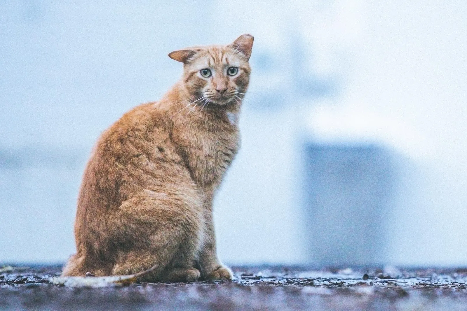 An orange ear-tipped community cat sitting on wet pavement
