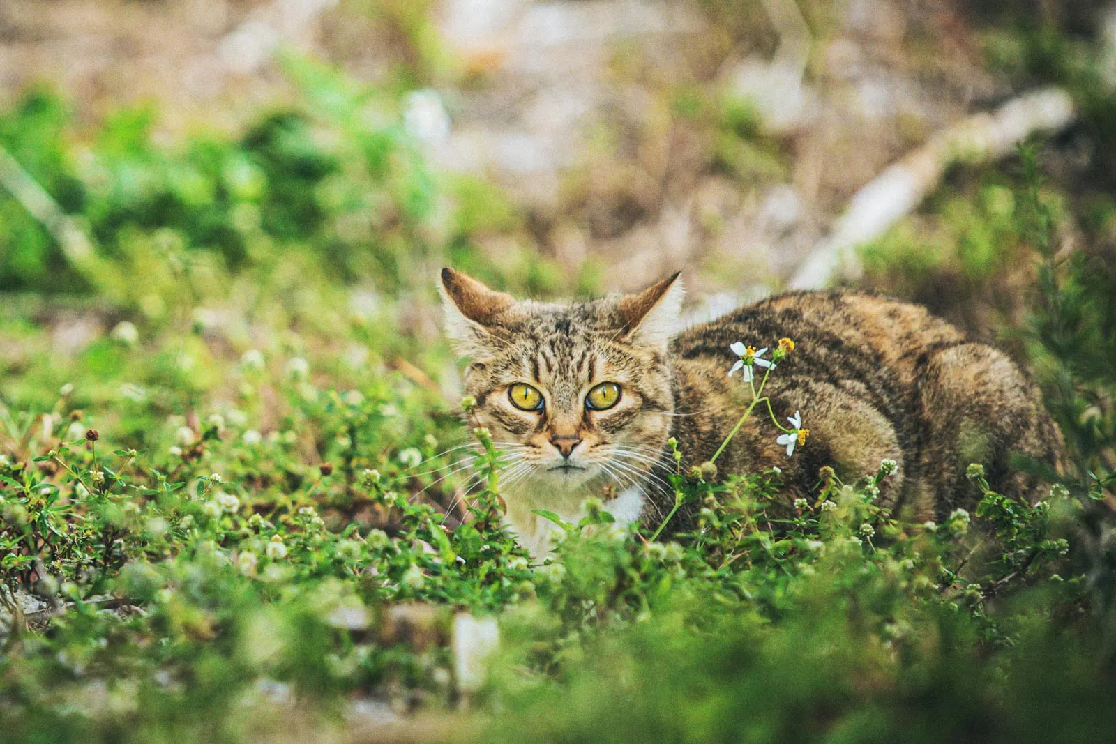 A tabby community cat crouched in the grass, watching